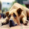 Addonnus