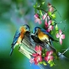 ABIR123