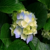 sameera88