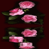 AdinaP