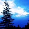 lvtrees