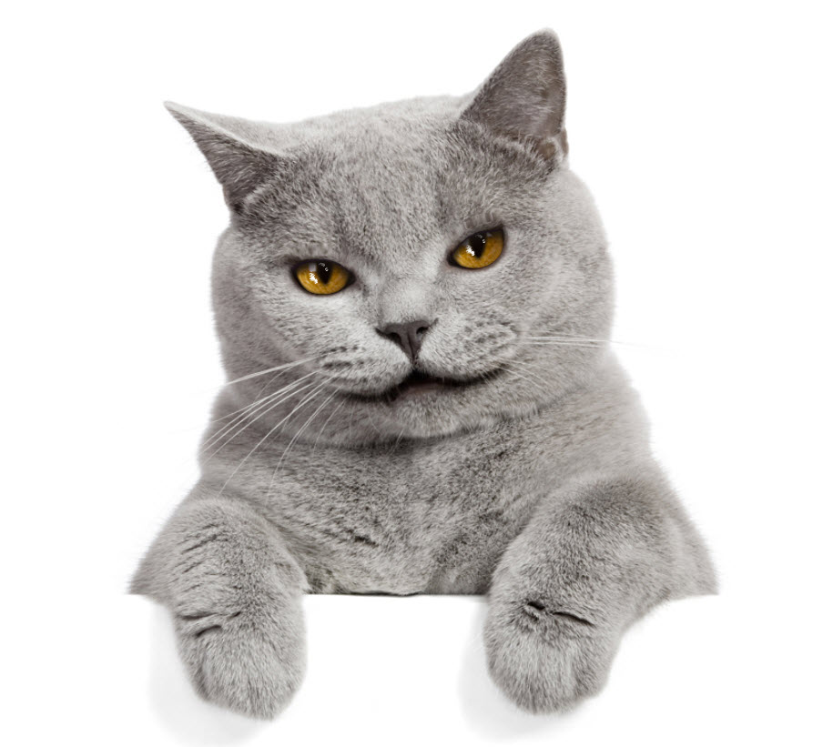 I Make A Talking Pet Video Message Within 24 Hours